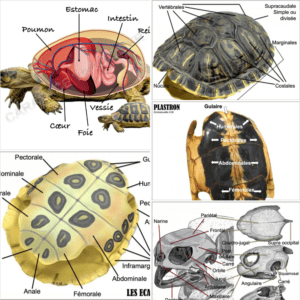 Comprendre La Carapace Des Tortues Secrets De Sa Composition Et