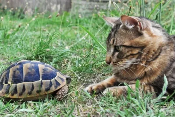 Cohabitation entre chats et tortues : conseils pour une convivialité harmonieuse – La Maison des Tortues