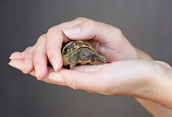 Combien coûte une tortue d’eau ? – Par espèce: Analyse des prix et caractéristiques distinctives