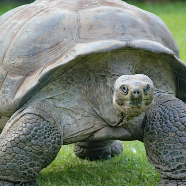 Combien de temps une tortue d’eau peut rester sans manger : tout ce que vous devez savoir