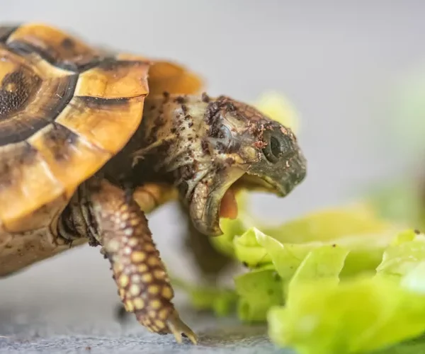 Combien de temps une tortue peut rester sans manger ?