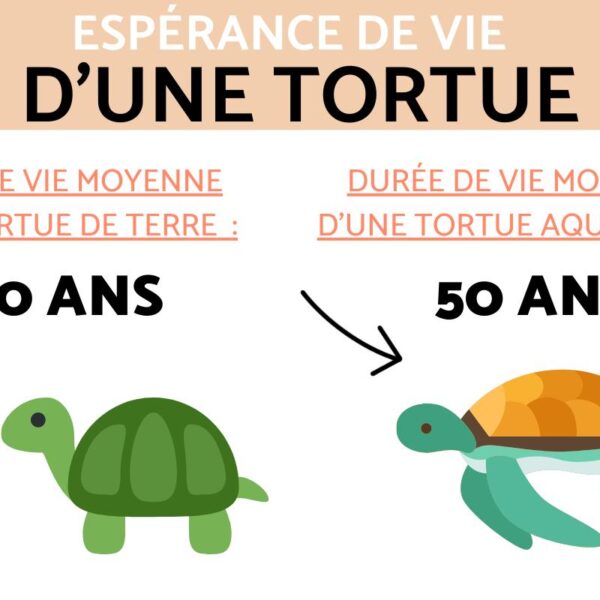 Combien de temps vit une tortue d’eau domestique ? Découvrez la longévité des tortues aquatiques en captivité