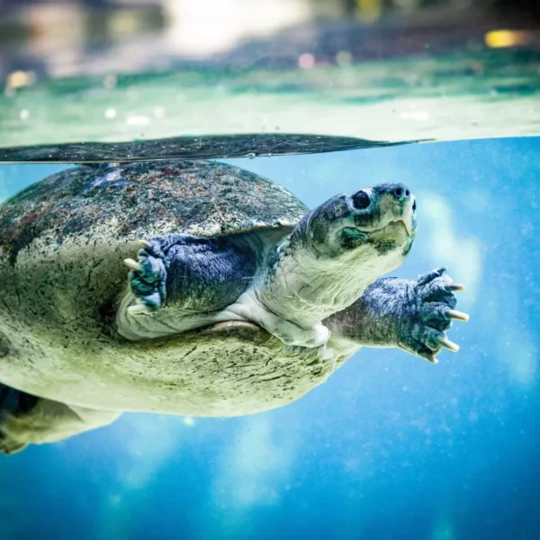 Combien d’oeufs pond une tortue d’eau ? Guide débutant : Comprendre la ponte des tortues aquatiques