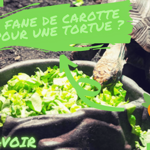 Comment bien utiliser la fane de carotte pour nourrir sa tortue terrestre ?