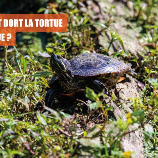 Comment Dort une Tortue ? – Les Secrets du Sommeil des Tortues