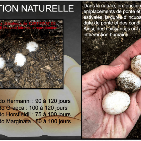 Comment faire couver des œufs de tortue : guide pratique et étapes essentielles