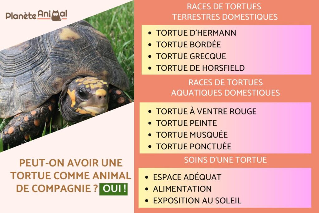 Comment reconnaitre une tortue d’eau ou de terre : guide complet