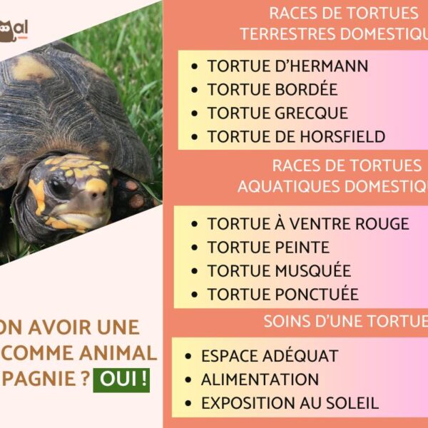 Comment reconnaitre une tortue d’eau ou de terre : guide complet