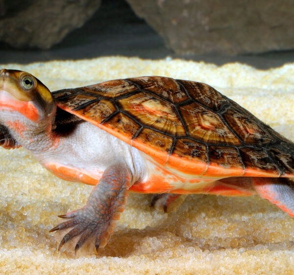 Comment sortir une tortue d’eau de son aquarium en toute sécurité