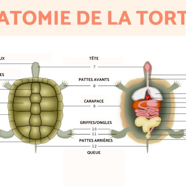 Comment une tortue fait caca ? – Découvrez le Processus Digestif des Tortues Marines