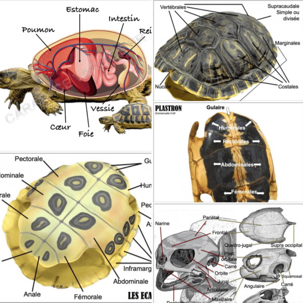 Comprendre la Carapace des Tortues : Composition et Fonctionnalité