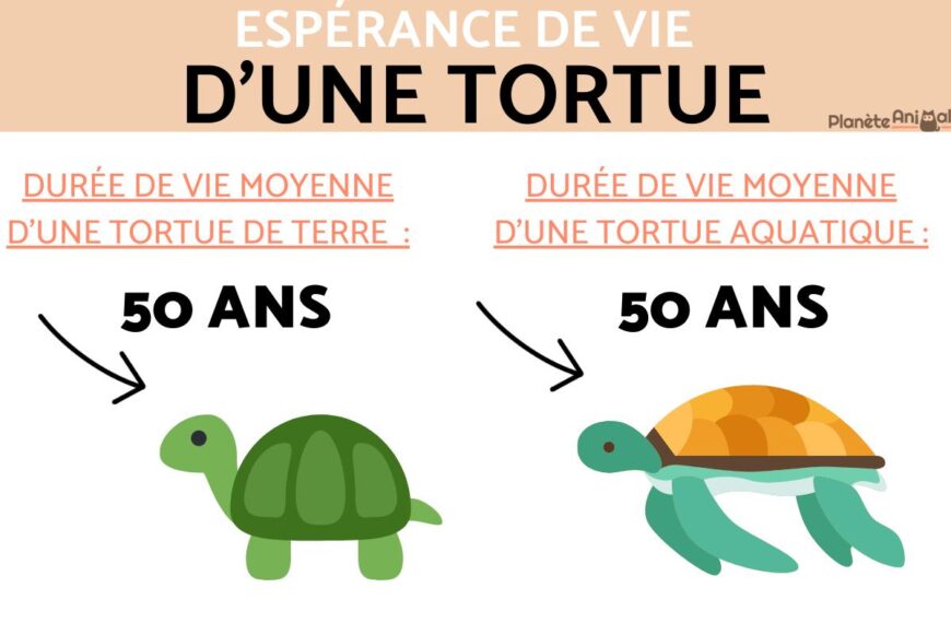 Durée de vie moyenne des tortues terrestres et aquatiques