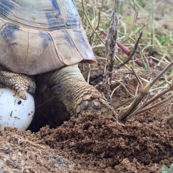 Éclosion des Œufs de Tortue : Temps d’Attente et Processus – La Maison des Tortues