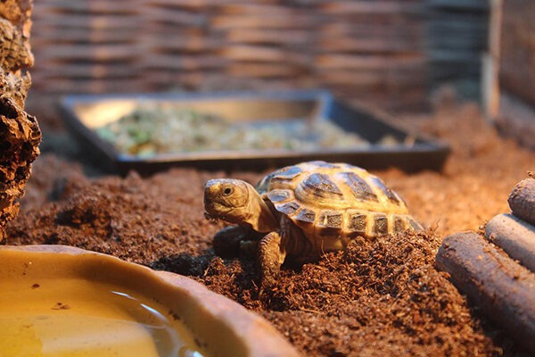 La croissance des tortues : tout ce que vous devez savoir – La Maison des Tortues