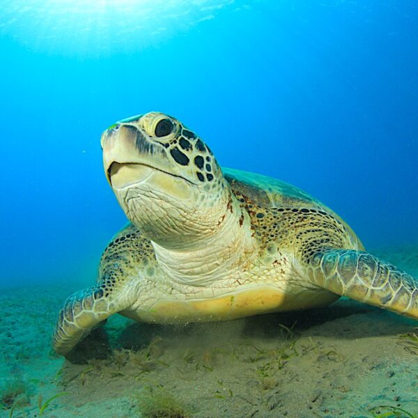 La Tortue Marine: L’Importance de sa Conservation dans les Écosystèmes Océaniques