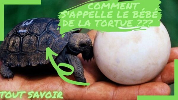 Le mystère du bébé tortue : tout ce que vous devez savoir – La Maison des Tortues