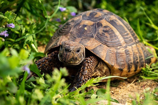 Les menstruations chez les tortues : tout ce que vous devez savoir – La Maison des Tortues