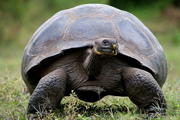 Les Tortues Géantes des Galápagos : Secrets d’une Espèce Fascinante