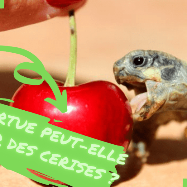 Les tortues peuvent-elles manger des cerises: ce que vous devez savoir