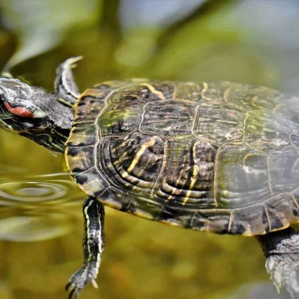 Mettre une tortue d’eau dans un bassin extérieur : conseils et précautions