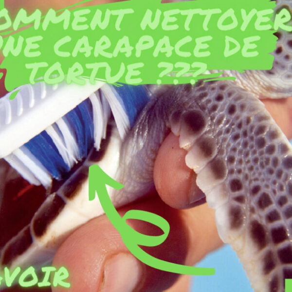 Nettoyer une carapace de tortue : guide complet et conseils pratiques