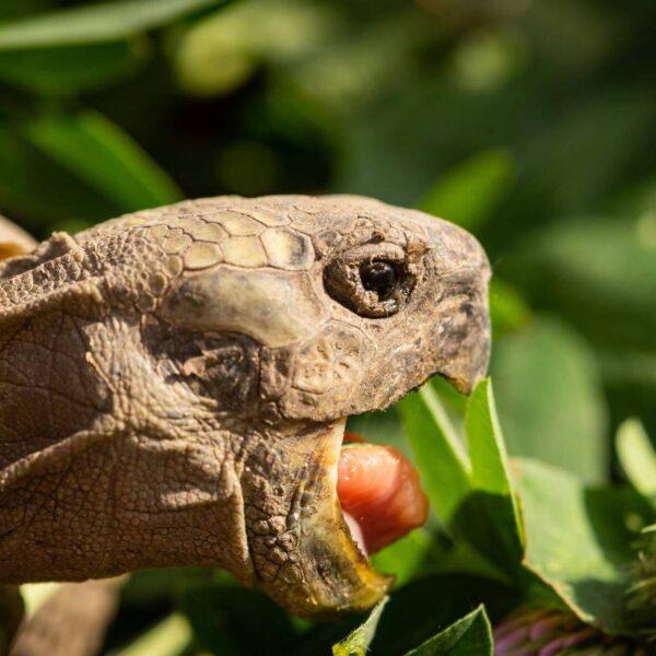 Nourrir une Tortue de Terre : Guide Complet pour un Régime Équilibré et Sain – La Maison des Tortues