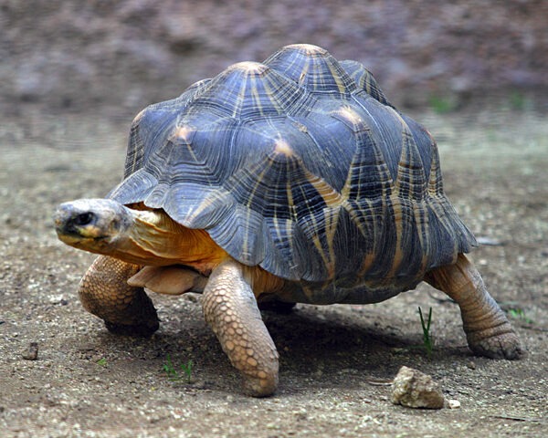 Pourquoi la tortue a une carapace ? : L’Adaptation Évolutive de cet Ancien Animal