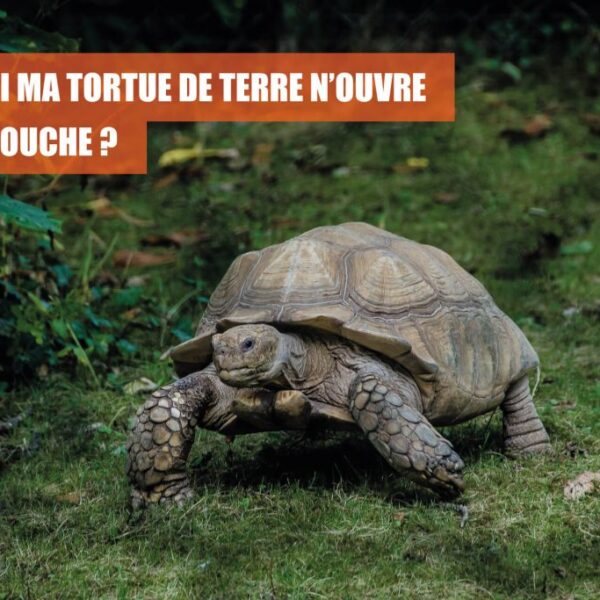 Pourquoi ma tortue a la bouche ouverte : causes et solutions