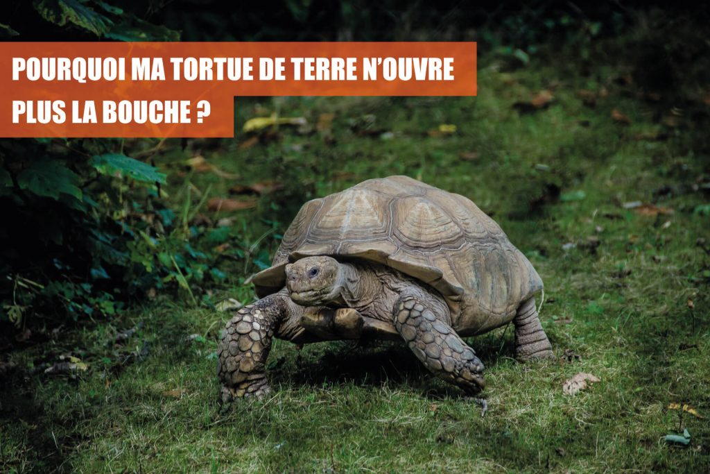 Pourquoi ma tortue a la bouche ouverte : causes et solutions