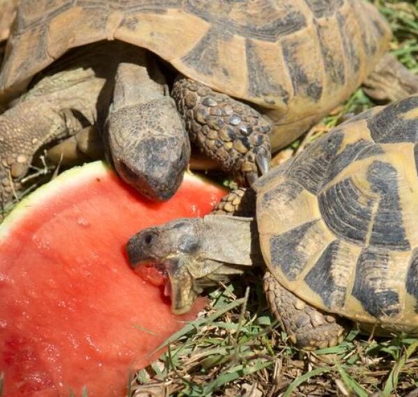 Que mangent les bébés tortues ? Un guide complet