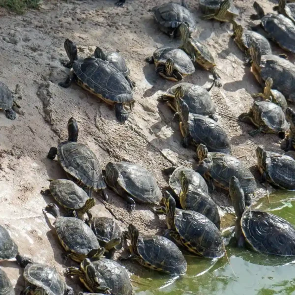 Race de tortue d’eau: Liste complète (2023) – Les espèces aquatiques emblématiques à connaître