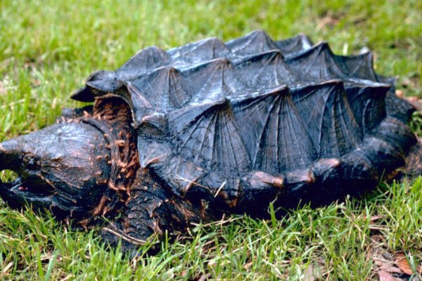 Tortue Alligator : Découvrez Tout sur Cette Espèce Impressionnante ! Guide Complet sur les Alligator Snapping Turtles