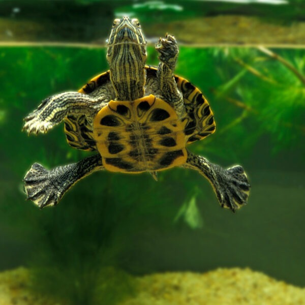 Tortue aquatique : espèces, nutrition, mode de vie – Votre guide complet