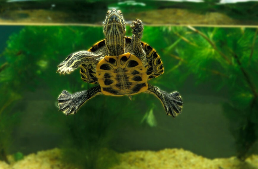 Tortue aquatique : espèces, nutrition, mode de vie – Votre guide complet