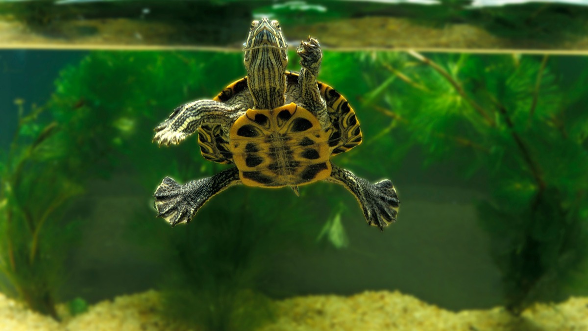 Tortue aquatique : espèces, nutrition, mode de vie – Votre guide complet