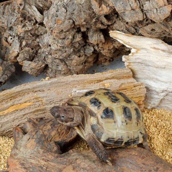 Tortue des steppes – La Maison des Tortues: Préservation et Conservation de l’Espèce