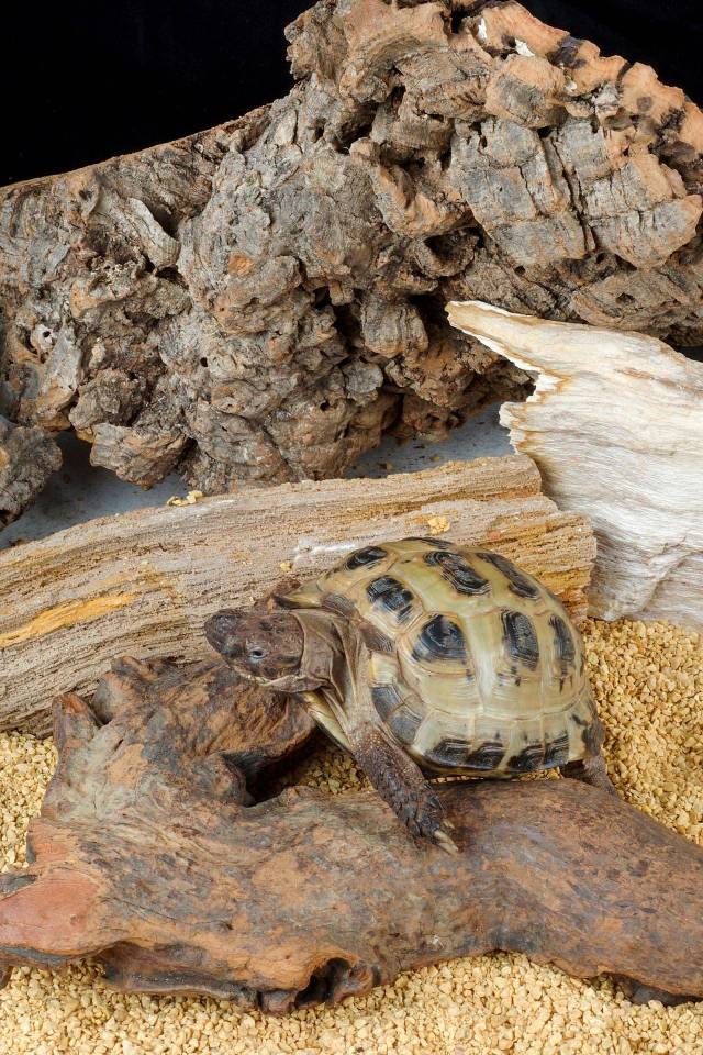 Tortue des steppes – La Maison des Tortues: Préservation et Conservation de l’Espèce