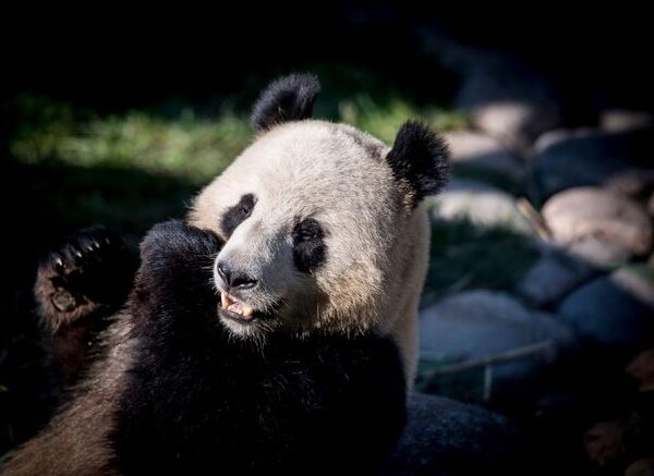 Tortue et Panda Géant : Enjeux Cruciaux pour la Conservation des Espèces Menacées