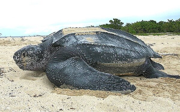 Tortue luth – La Maison des Tortues: Conserving an Endangered Species