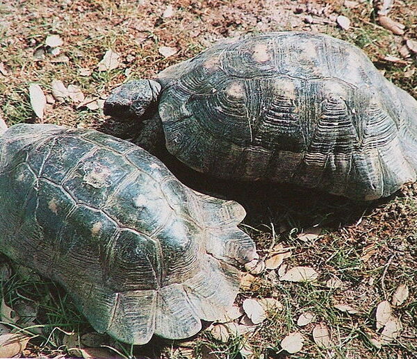 Tortue Marginata : La Reine Méditerranéenne – Guide Complet de l’Expertise sur cette Espèce Iconique