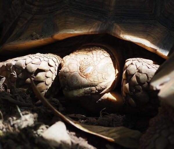 Tout ce que vous devez savoir sur l’hibernation des tortues d’eau : préparation et conseils