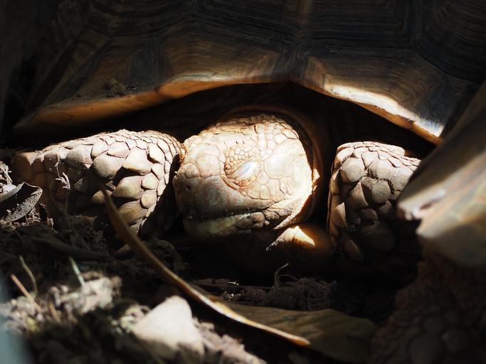 Tout ce que vous devez savoir sur l’hibernation des tortues d’eau : préparation et conseils