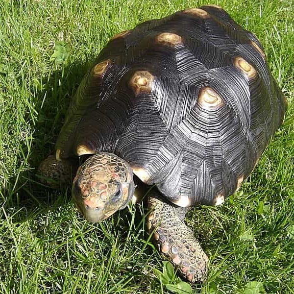 Tout savoir sur la tortue charbonnière à pattes rouges