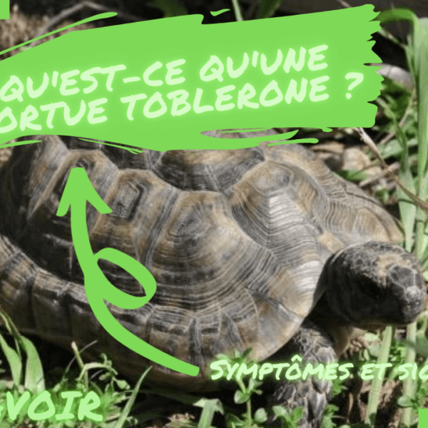 Tout savoir sur la tortue toblerone : symptômes et signes – La Maison des Tortues