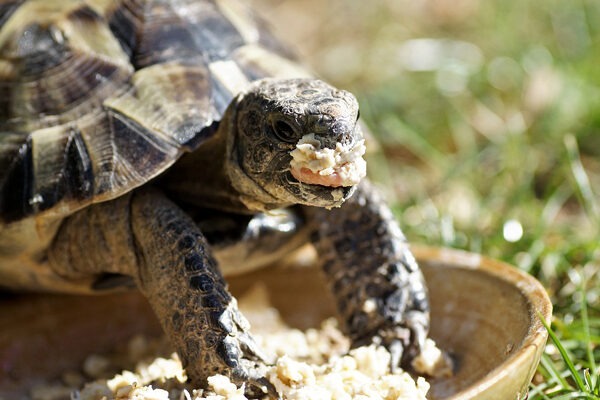 Tout savoir sur l’alimentation de la tortue terrestre : qu’est-ce que mange la tortue de terre ?